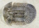 Undescribed Trilobite (aff Bojoscutellum) - Very Rare #46440-1